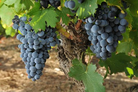 Clos Romane