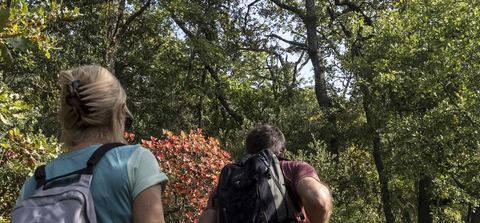 ENS La forêt de la Pérégrine et du ravin du Défend