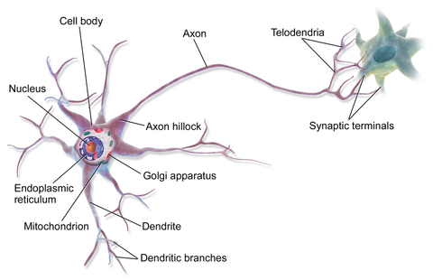 Aven du Neurone