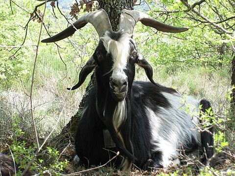 Le Bouc d'Or