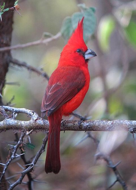 Le Cardinalis