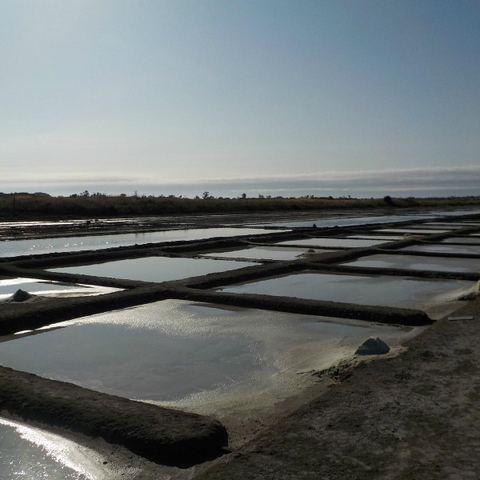 Le Grain de Sel