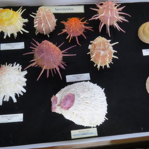 Musee Des Coquillage