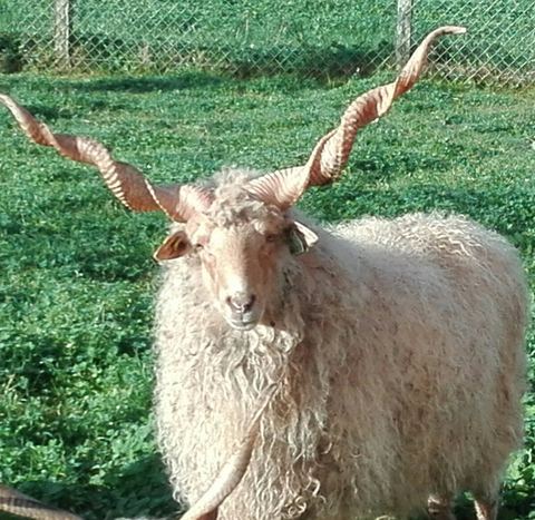 La ferme du Rabinon