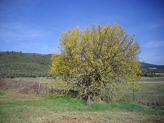 Le Micocoulier
