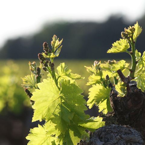 Domaine du Bois des Meges
