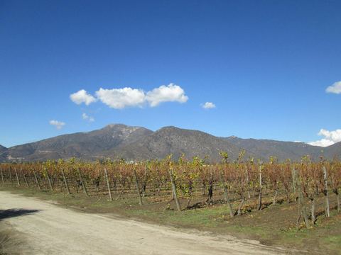 Bodega Brasa