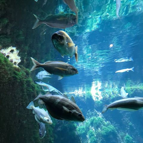 L'Odyssée Aquarium