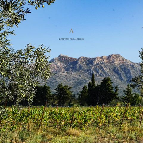 Parc naturel régional des Alpilles