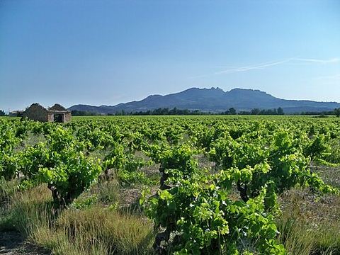 Winemakers Rock
