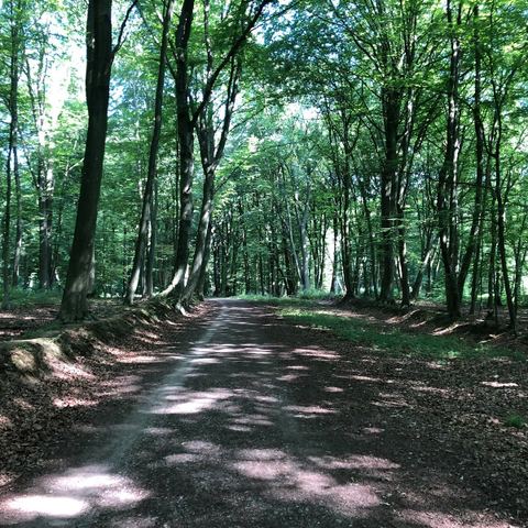 Bois de Courbebaisse