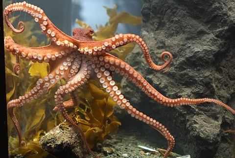 L'octopus