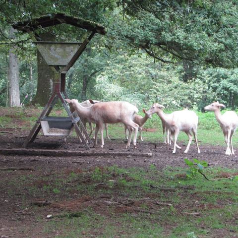 Alpha Parc Animalier