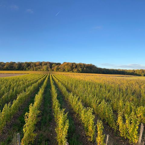 Clos Mirages vignoble