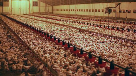 Les gallines de l'Augustine - Pierre Vachier   Elevage Œufs de poules pondeuses en agriculture biologique