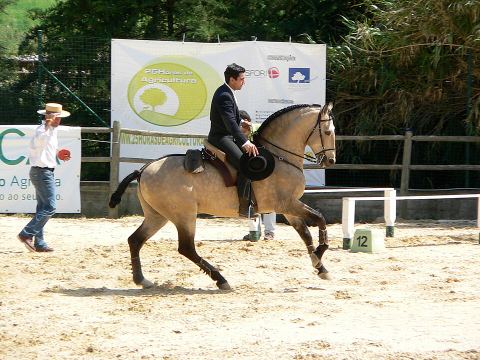 DCA SPORT HORSES