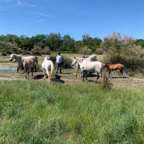 Association Cheval et Nature Ferme de Walbacol