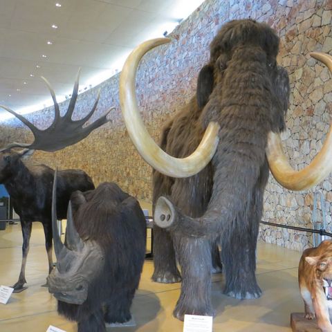 Musée de Préhistoire
