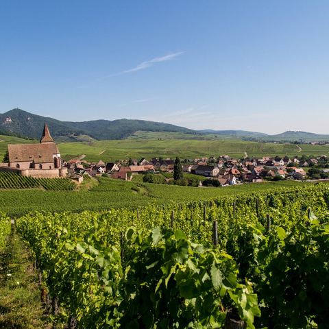 cave coopérative vinicole