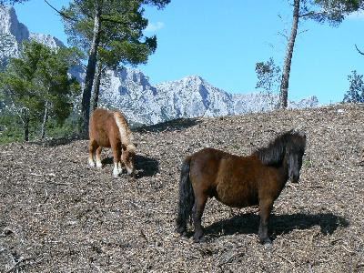 Centre équestre Clos Sainte Victoire