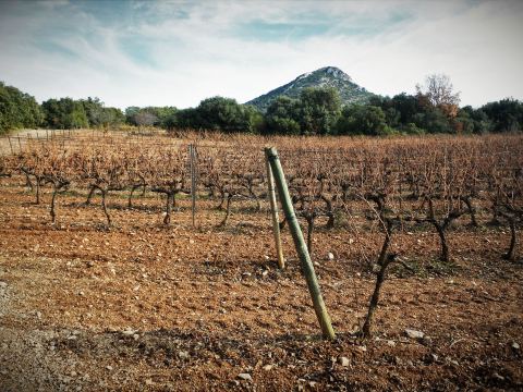 Le vignoble aixois, le vignoble des bastides - Un week-end à la montagne de la V