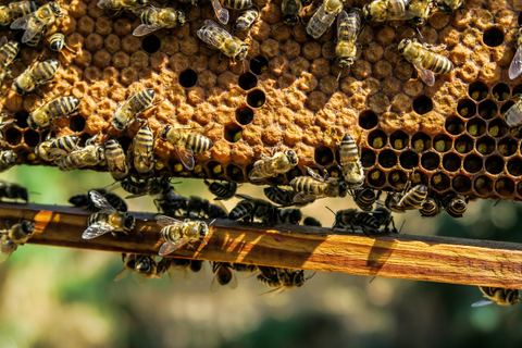 GAEC Honey wood