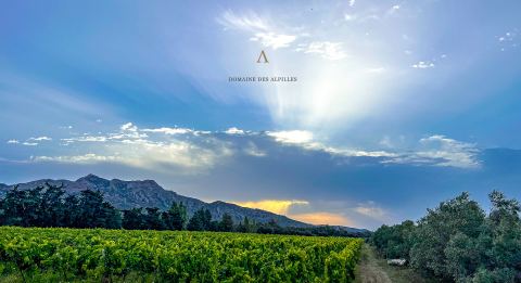 Domaine des Alpilles