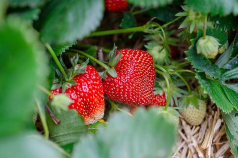 Le Potager d'Antéon