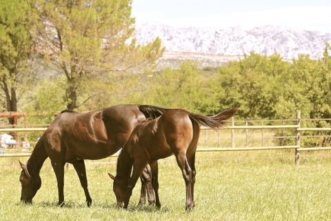 Coyote Girls Ranch