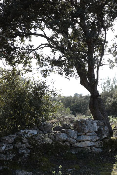 Cornillon-Confoux - Sentier du Mur des Abeilles