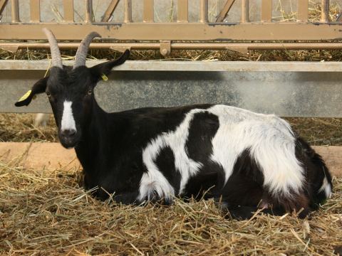 La Ferme d'Aurons
