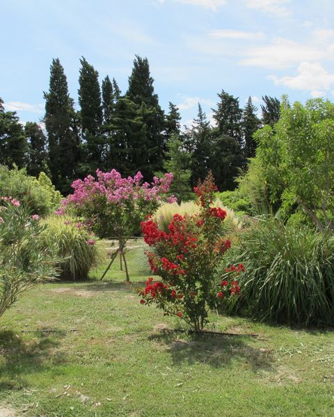 Bambous en Provence