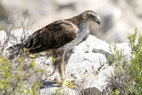 Sentier de découverte des oiseaux du Grand Site Sainte-Victoire avec un livret p