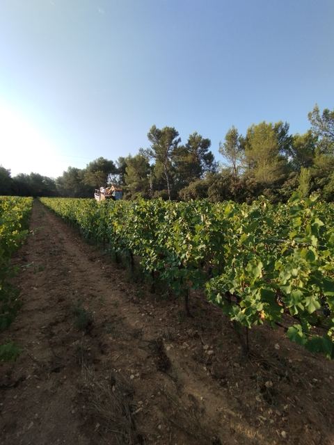 La Route des Vins en Terre de Provence
