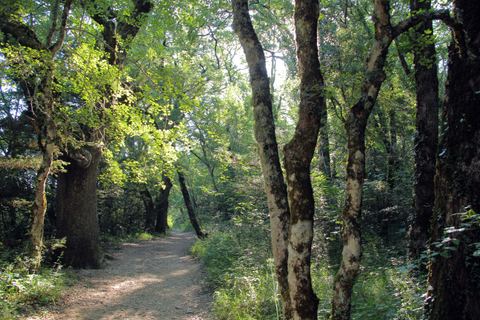La Forêt du Défens