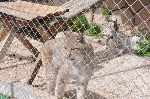 Zoo du Mont Faron