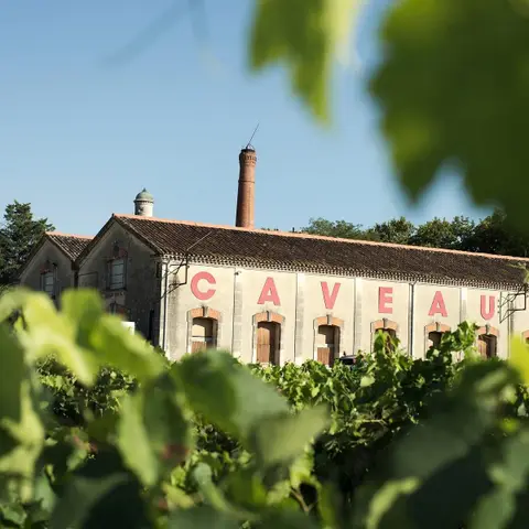 Domaine de Montcaillou, à Montfavet, Clos des Voulongues