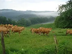 La Petite Vache