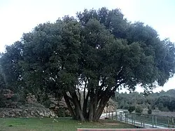 Baume Perchée