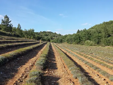 La Verde