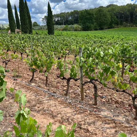 domaine des roseaux