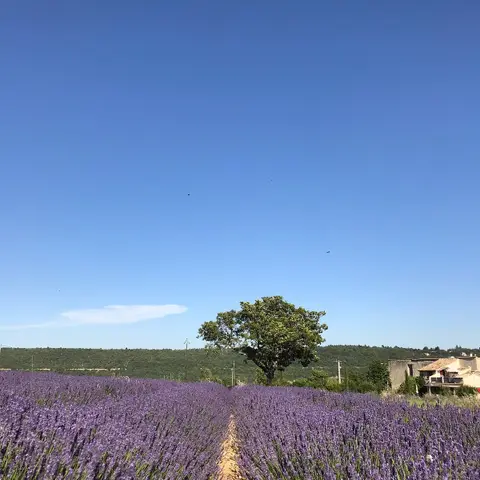 Les Lavandes