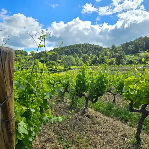 Domaine des Bosquets