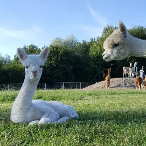 L'Alpaka