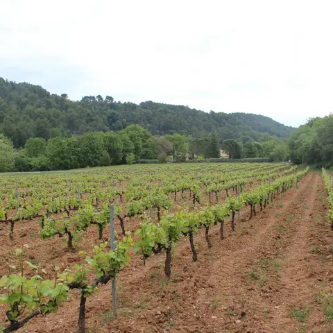 Domaine de Mayol - Vins du Luberon - Luberon Wines