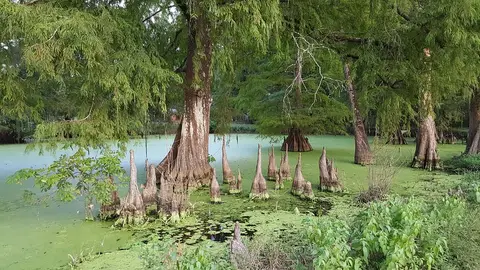Le Bayou