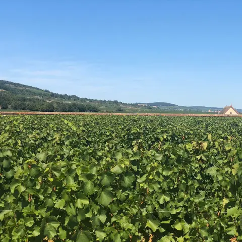 Les Apéros dans les Vignes