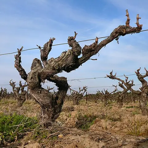 La Vigne Vincent