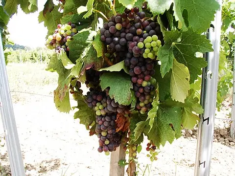 La Grappe de Raisin