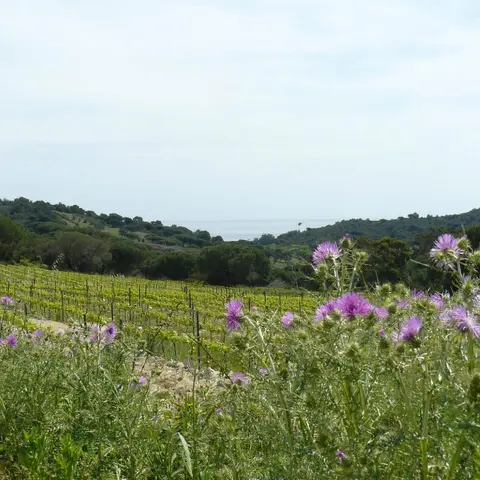 Domaine la Tournavelle